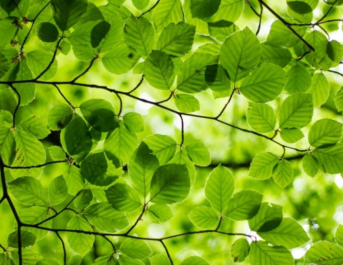 Лечение и реабилитация органов дыхания - Санаторий «Спутник» Беларусь